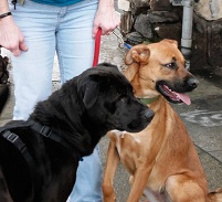 Big Dogs